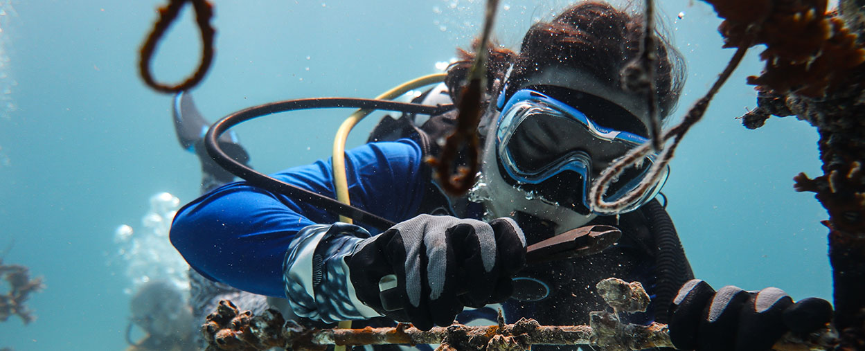 Image shows a diver cleaning a coral tree using a wire brush underwater. 