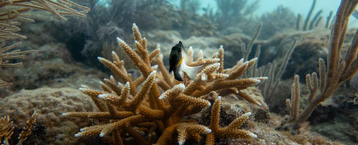 This image shows a small damselfish swimming around a thicket of staghorn coral 