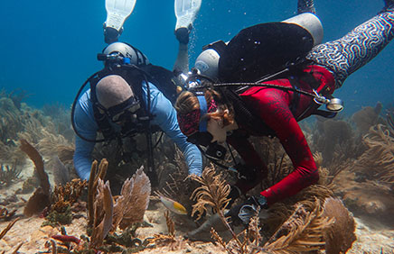 This image displays a photo of a diver working with a citizen scientist to outplant corals